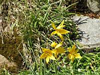 Carlina Acanthifolia (ss-esp. Cynara) (fam. Composees) (Europe) (02) (Photo F. Mrugala)